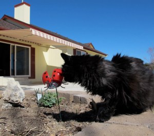 I  stop for a sniff at a lady bug.  No response, so I move on. 
