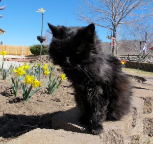A stop by the daffodils but they aren't what I'm really looking for.