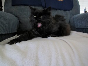 Well, on second thought, I think I'll go back into the house to take a bit of a snooze.