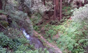 This view is not far from the trailhead and looks down on Aptos Creek. 