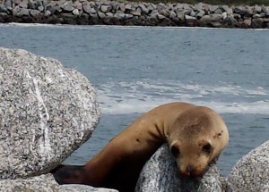 A small sea lion on the breakwater