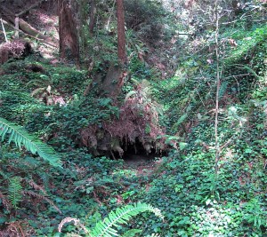 It's like a little Eden in here.