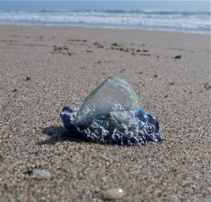 A by-the-wind sailor...not very big.  They are perhaps an inch and a half to two inches long.