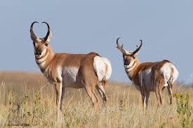 Pronghorn do not live in North America!