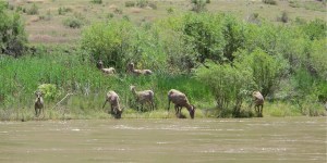 Some of the 17 bighorn sheep we saw