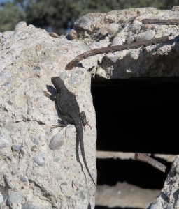 Our only critter that stood still long enough to get his picture taken