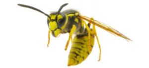 A meat bee with a hot stinger.