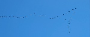 Sandhill cranes on the move with their migration