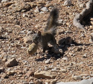We saw this little squirrel with his pine cone while we were eating our lunch near the cabin. He was a cutie.