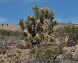 Mormon Pioneers named the Joshua Tree