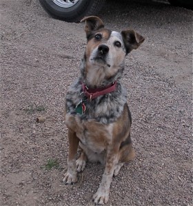 Of course, Gale’s dog, Sissy, was right there with us. She was hoping someone would throw her Frisbee, another toy, scritch her head or perhaps give her a bite of something even though we weren’t eating anything. The white spot on her nose is gravel from playing fetch.