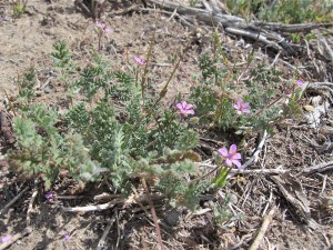 I like the tiny flower of the red-stemmed filaree. But these little posies are really a weed that we used make play scissors out of their spikes. When the spikes dry out, they turn like corkscrews, thus driving the seeds into the ground. 