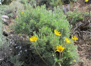 Growing in the Virginia Mountains
