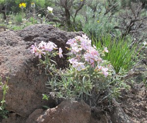 The spreading phlox looks as though it’s growing out of some rocks. 