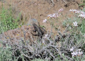 At first, I thought this lizard was a baby chuckawala but I don’t think they live in our area. For lack of a better term, he’s just a fat, black lizard checking out his world.
