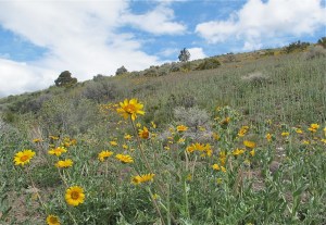The bright yellow of the arrow-leafed balsam-root caught our eyes first. They are so perky as if they are reaching toward the sun with all their might.
