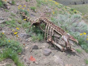 There was much evidence of the wild horses all over the area on which I walked. Hoofprints, horse apples, and, sadly, even a skeleton. I only show this because, even in death, the horse provided life to other creatures, and maybe even gave a bit of nutrient to the flowers that were growing through and around it.