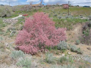 Just a short distance from these abandoned buildings and equipment was this pretty tree/shrub. You can see modern houses and vehicles in the background.