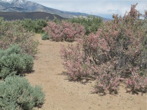 The little bit of snow you see in the background is on the Sierras.