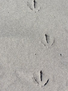 I wonder what that seagull had in mind when he was walking on the beach.