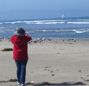 Dot loves the seagulls