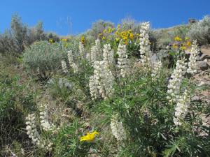We saw several varieties of wild flowers and passed by some beds of white lupine that were so sweet that the odor was almost sickening.