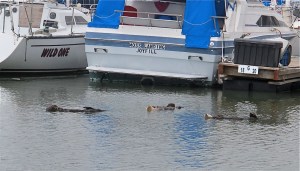 A small raft of otters sleeping in the marina