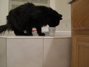 After we moved to Minden, she took to drinking out of a glass or a Dixie cup…whatever the case.