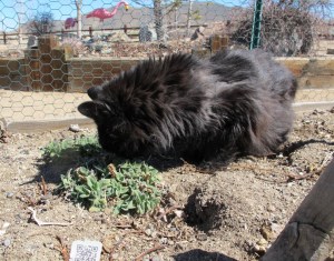 Tripping out on some early spring catnip.