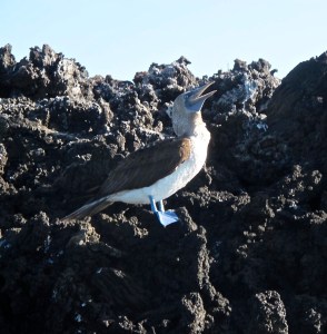One of the first birds I saw was a blue-footed booby. I just about wore out my camera with those birds. I was so fascinated by their poses, antics and chicks.