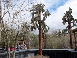 Cacti showing the adaptation of no lower leaves with sharp needles in areas where there are land iguanas