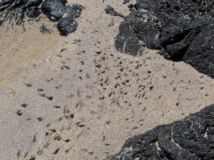 140crab tracks