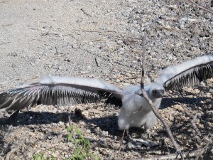 The same chick flexing its wings to gain strength. An adult’s wing span is about 5 feet.