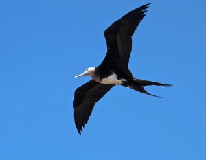 One species that often flew over us was Great Frigatebird. Their wingspan can be seven and a half feet! 