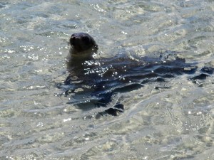 The greeter. He was so darned cute!