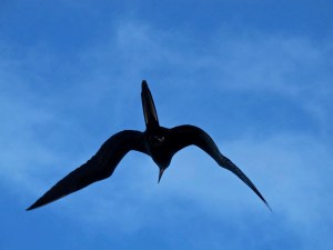 Several frigate birds soared alongside the Galaven while we were sailing . A good thing to remember would be to not open your mouth while they were overhead. 