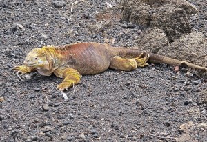 A male land iguana. We would see more of them in the wild the next day.