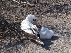 Here is a mama and her chick in the middle of our path. She is feeding the chick