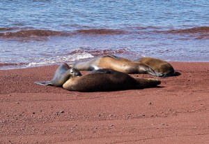 A nursing sea lion pup
