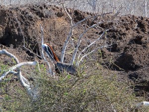 A preening pelican in her nest.