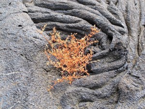 You would think that nothing would be growing in this vast lava field. But, surprisingly, “pioneer” plants begin a precarious existence here and there.