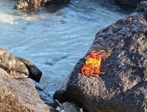 Sally Lightfoot crab