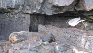 A young sea lion and a swallow tailed sea gull