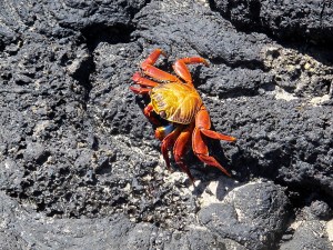 This is a Sally Lightfoot crab and the next picture is its tracks