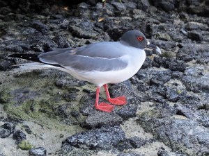 A swallow-tailed gull