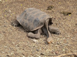 This one looks tired.