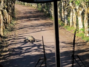 On our way back to the main road, we encountered this big guy strolling along the dirt road. Of course we had to stop for him until he moved enough to let us pass….a bit different than stopping for wild horses in the road in Virginia City, NV