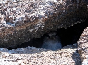 A tropic bird chick in a tiny cave.