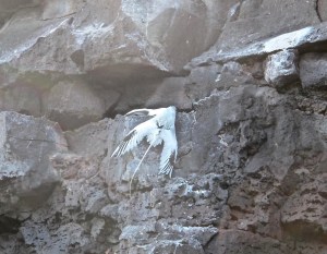 Hanging by a beak on a cliff