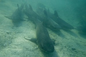 White tipped shark family